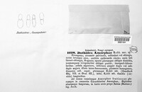 Media resource of Dothidea amorphae